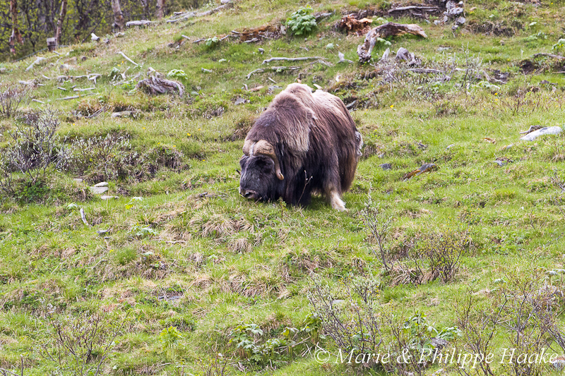 Boeuf musque 9352.jpg - Boeufs musqués (Dovrefjell, Norvège, juin 2012)